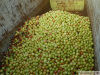 14533-Apfelsaft-Exkursion-02