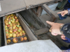 14533-Apfelsaft-Exkursion-07