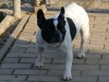 4887 - Fruehling - 3 - Franz Dogge Wachhund