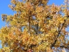 5893 - Herbst Baum