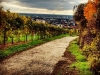 5893 - Herbst Wingert Wein Blick auf Leimen Weinberg