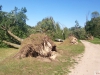 9464 - Sturmschäden Golfplatz Rheintal - 17