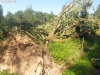 9464 - Sturmschäden Golfplatz Rheintal - 7