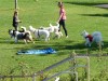 18182-Hundebadetag-14