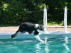 18182-Hundebadetag-18