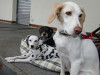 15723-Raclette-Hunde