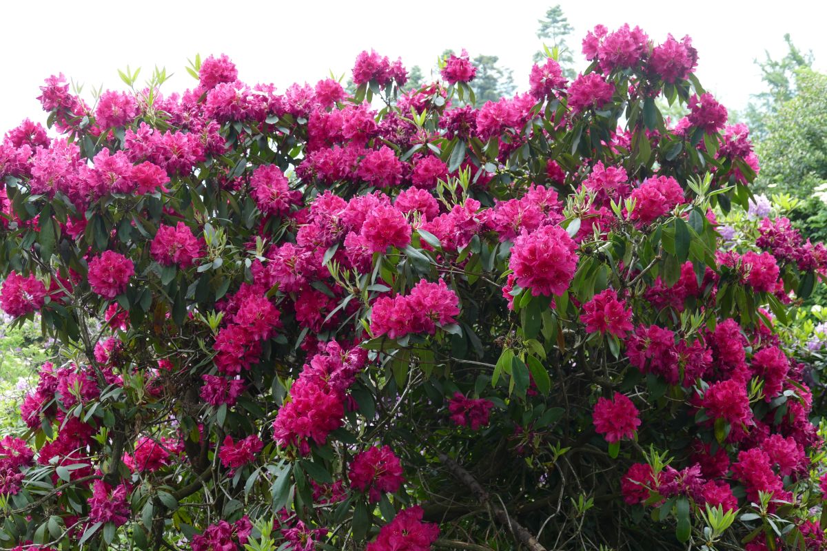 Ausflugstip Heidelberger Rhododendronanlage: Jetzt blht sie richtig  prchtig - Leimen-Lokal | Leimen-Lokal