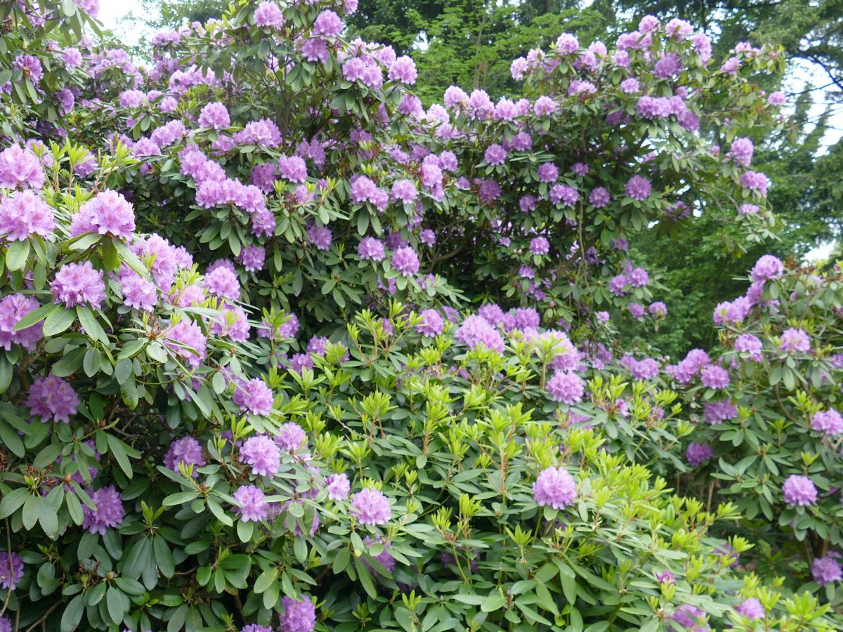 Ausflugstip Heidelberger Rhododendronanlage: Jetzt blht sie richtig  prchtig - Leimen-Lokal | Leimen-Lokal