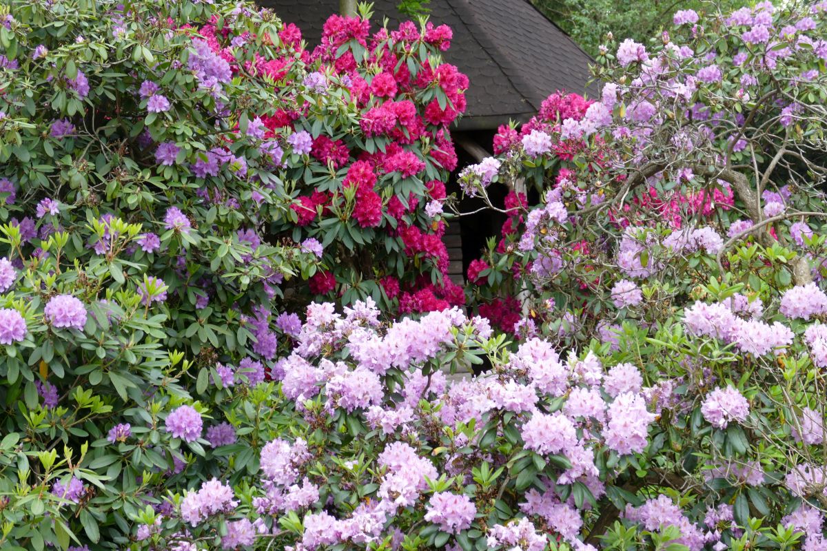rhododendron buchsbaum Buchsbaum-Ersatz 'Bloombux' Busch kaufen  Mein schner Garten Shop