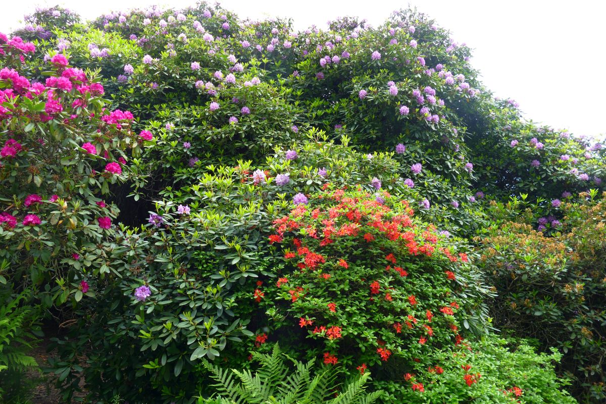 Ausflugstip Heidelberger Rhododendronanlage: Jetzt blht sie richtig  prchtig - Leimen-Lokal | Leimen-Lokal