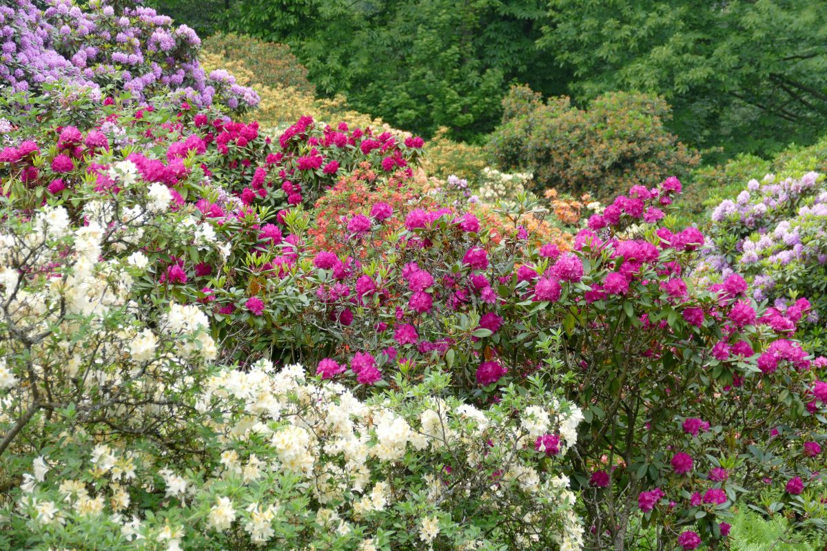 Ausflugstip Heidelberger Rhododendronanlage: Jetzt blht sie richtig  prchtig - Leimen-Lokal | Leimen-Lokal