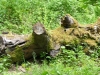 2194 - Rhododendron-Anlage HD - 5.jpg