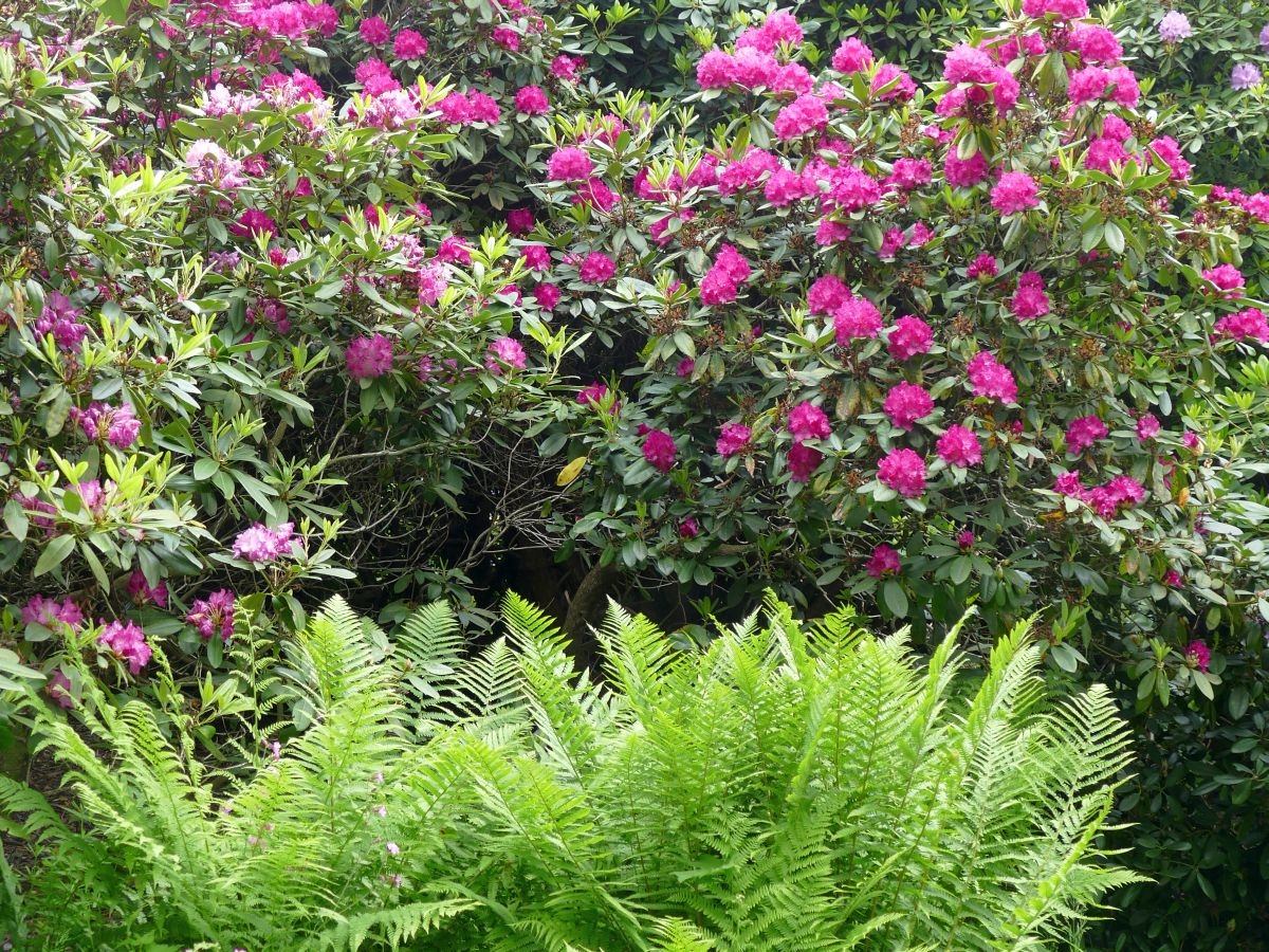 2194 - Rhododendron-Anlage HD - 6.jpg