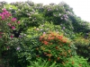 2194 - Rhododendron-Anlage HD - 7.jpg