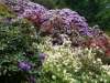 2194 - Rhododendron-Anlage HD - 9.jpg