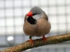 5790 - Vogelausstellung Sandhausen - 10