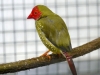 5790 - Vogelausstellung Sandhausen - 11