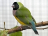 5790 - Vogelausstellung Sandhausen - 12
