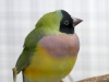 5790 - Vogelausstellung Sandhausen - 13