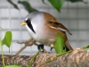5790 - Vogelausstellung Sandhausen - 14