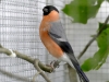 5790 - Vogelausstellung Sandhausen - 15