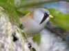5790 - Vogelausstellung Sandhausen - 16