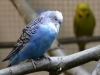 5790 - Vogelausstellung Sandhausen - 3 Wellensittich