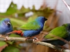 5790 - Vogelausstellung Sandhausen - 4