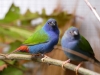 5790 - Vogelausstellung Sandhausen - 5