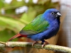 5790 - Vogelausstellung Sandhausen - 6