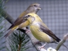 5790 - Vogelausstellung Sandhausen - 7
