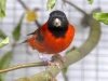 5790 - Vogelausstellung Sandhausen - 8