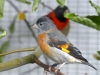 5790 - Vogelausstellung Sandhausen - 9