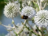 5390 - Taufgottesdienst am See - 5 Hummel an Distel