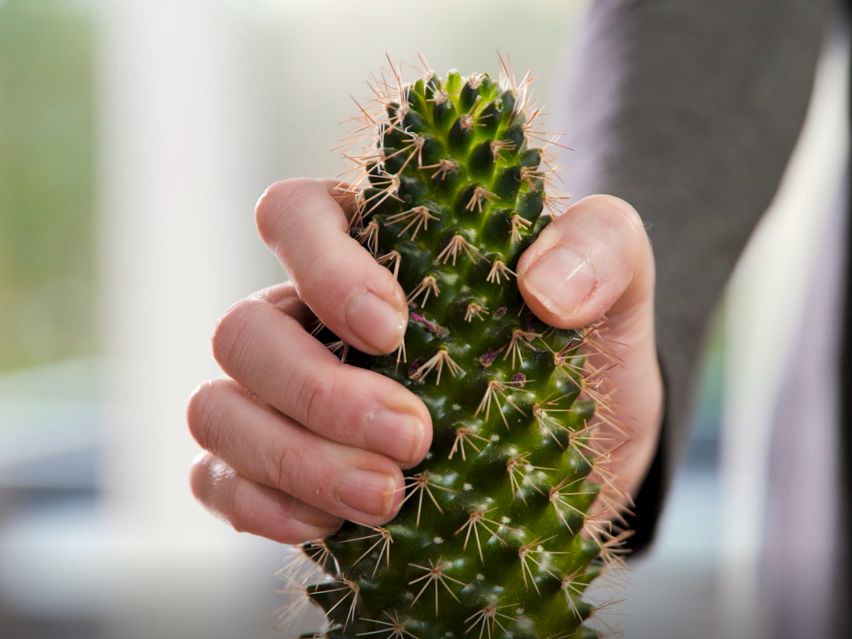 Der "kleine grüne Kaktus sticht" - </br>S-Immobilien Kraichgau zeigt humorvoll warum