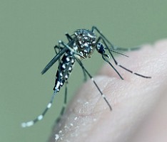 Asiatische Tigermücke in Heidelberg – Intensive Bekämpfung im Jahresverlauf