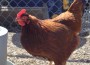 Lehrgang zur fachgerechten Haltung von Hühnerbeständen
