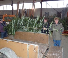 Gemeinderat genehmigt 2011er Weihnachtsbaum