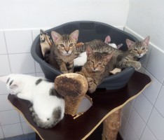 Das Veterinäram informiert:  Coronavirus und Haustiere