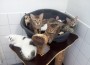Tierheim Heidelberg überfüllt mit Katzen