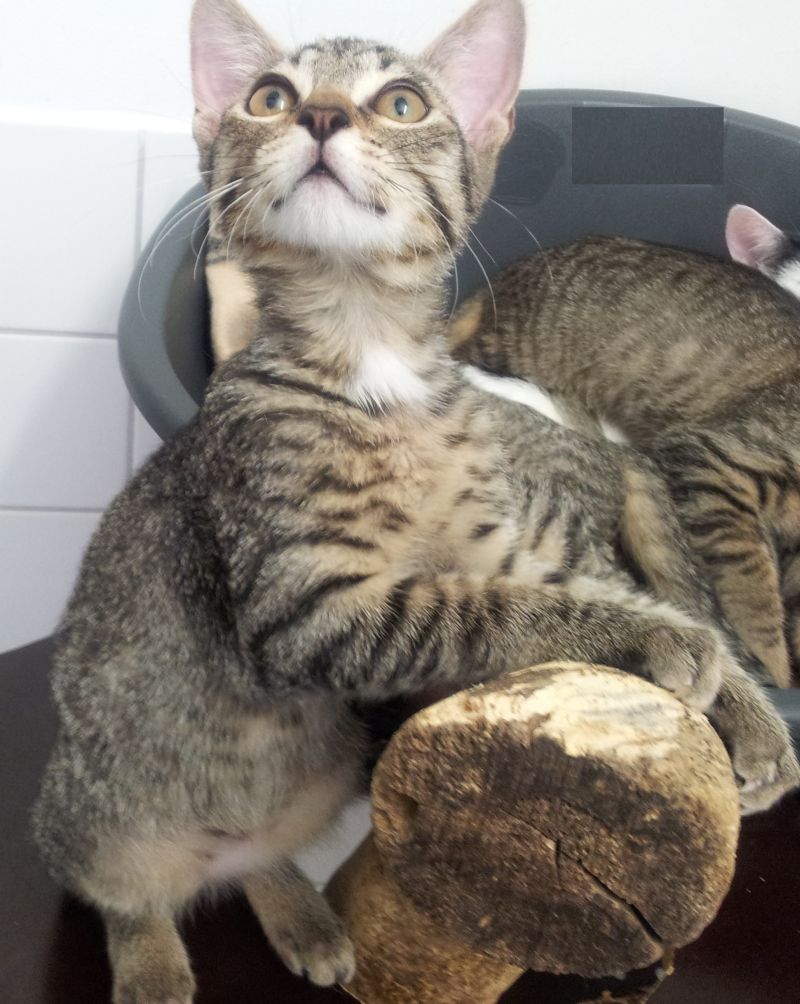 Tierheim Heidelberg überfüllt Mit Katzen Leimen Lokal