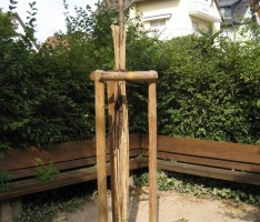 Baumfrevel im MENZERPARK!