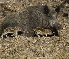 Revierübergreifende Schwarzwild-Drückjagd im Nußlocher Gemeindewald