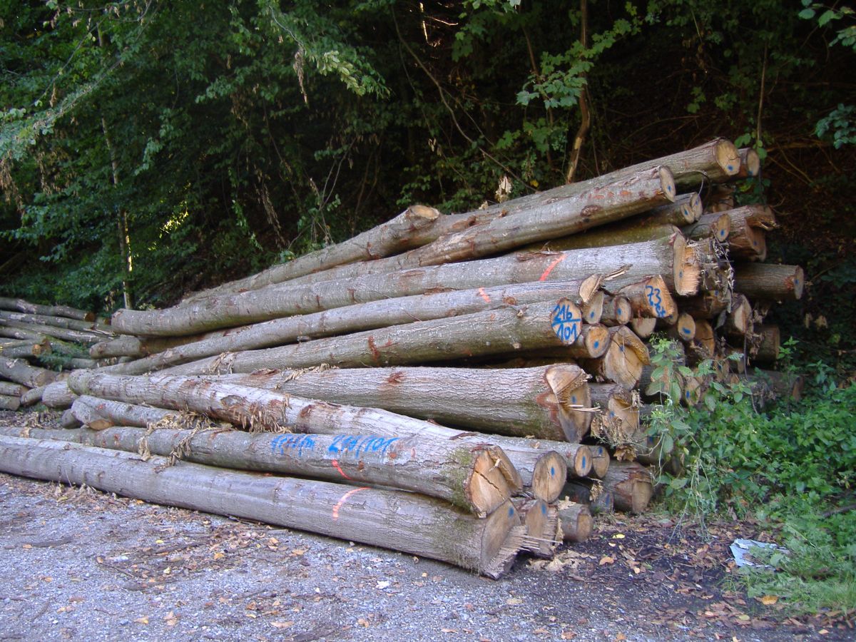 Brennholz aus dem Gemeindewald Nußloch nur mit Motorsägen-Führerschein