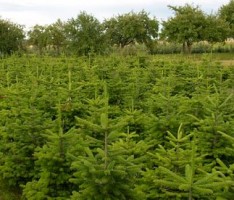 Frische Weihnachtsbäume direkt vom Förster – Selbsteinschlag möglich