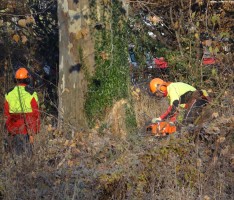 Straßenwärter im Einsatz – Gehölzpflege dient der Sicherheit