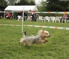 Erfolgreiches erstes Hunderennen bei den Hundefreunden in Gauangelloch