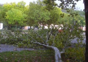 568 - Umgestürzter Baum