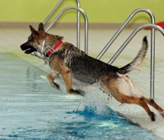 Rettungshunde des DRK trainieren Suche im und am Wasser