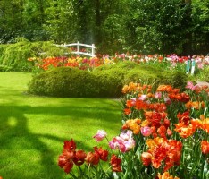 Leimener Senioren Reise nach Holland: Tulpen, Grachten, Matjes, Käse …